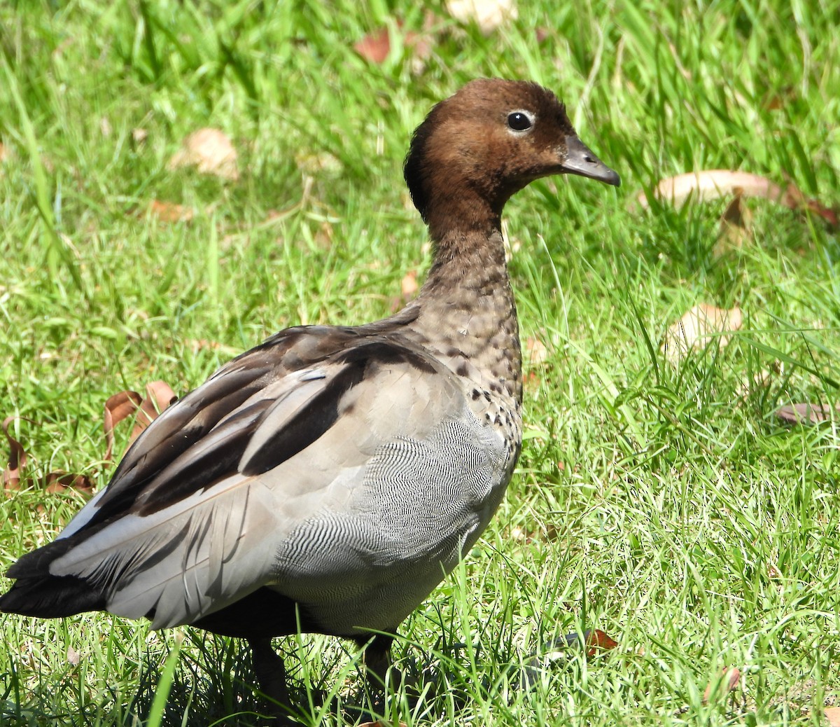 Maned Duck - ML646430105