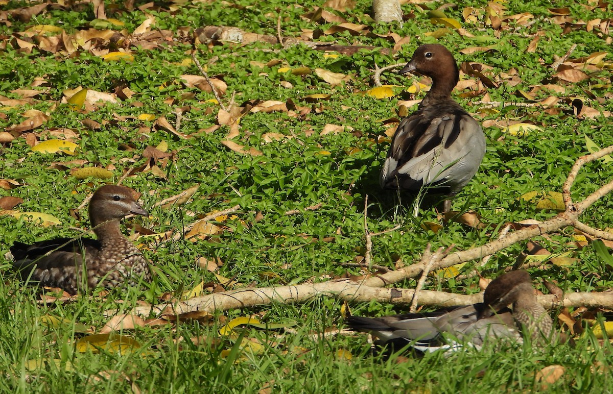 Maned Duck - ML646430106