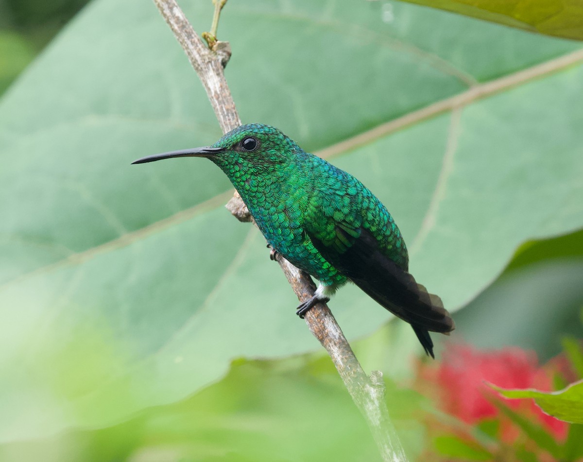 Steely-vented Hummingbird - ML646430108