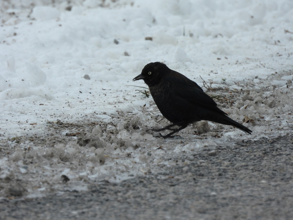 Rusty Blackbird - ML646430109