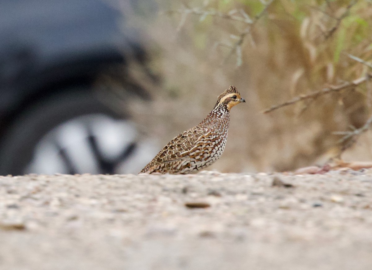 Northern Bobwhite - ML646430110