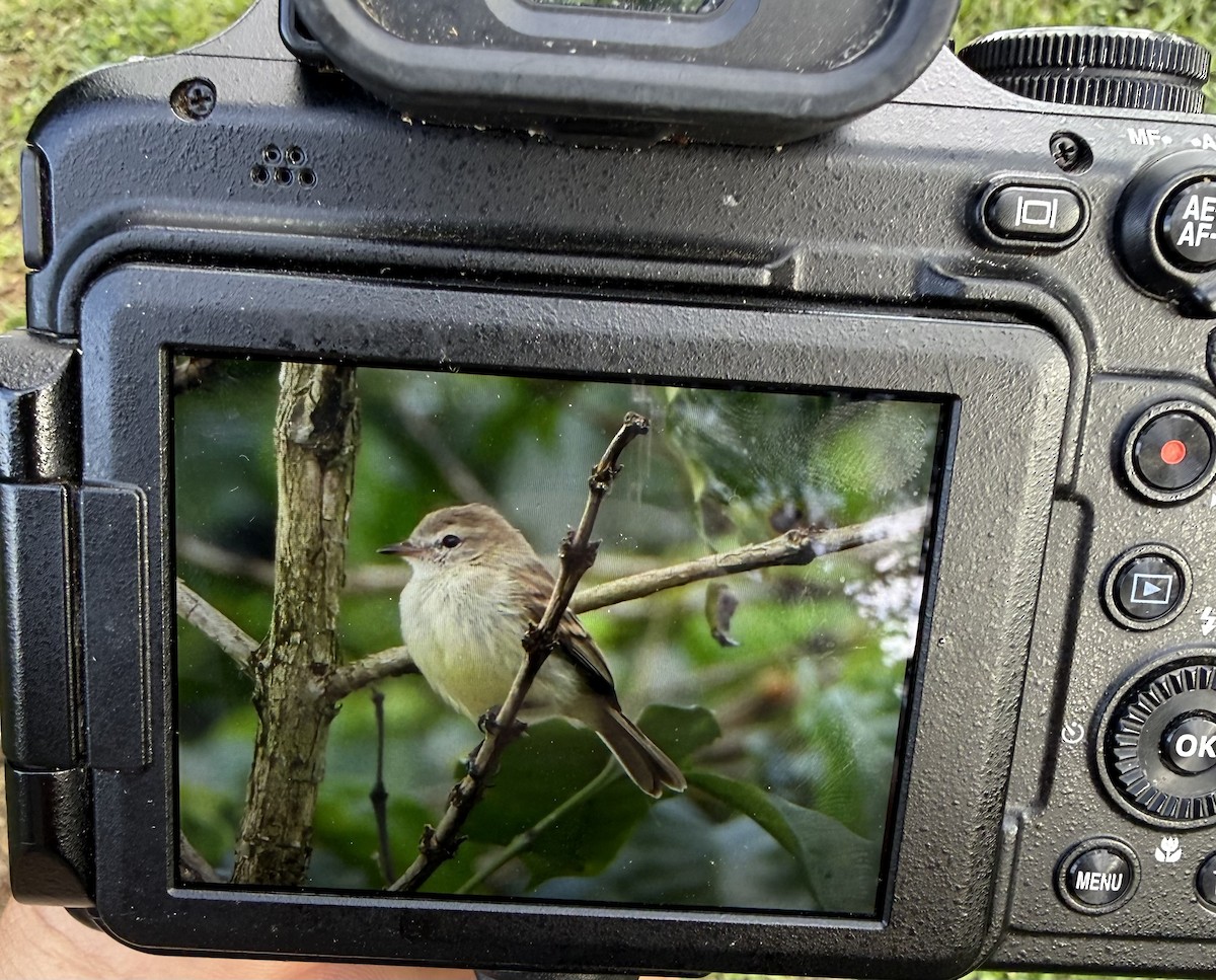 Mouse-colored Tyrannulet - ML646430111