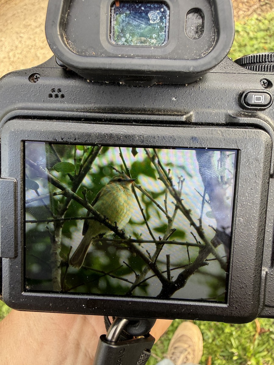 Mouse-colored Tyrannulet - ML646430112