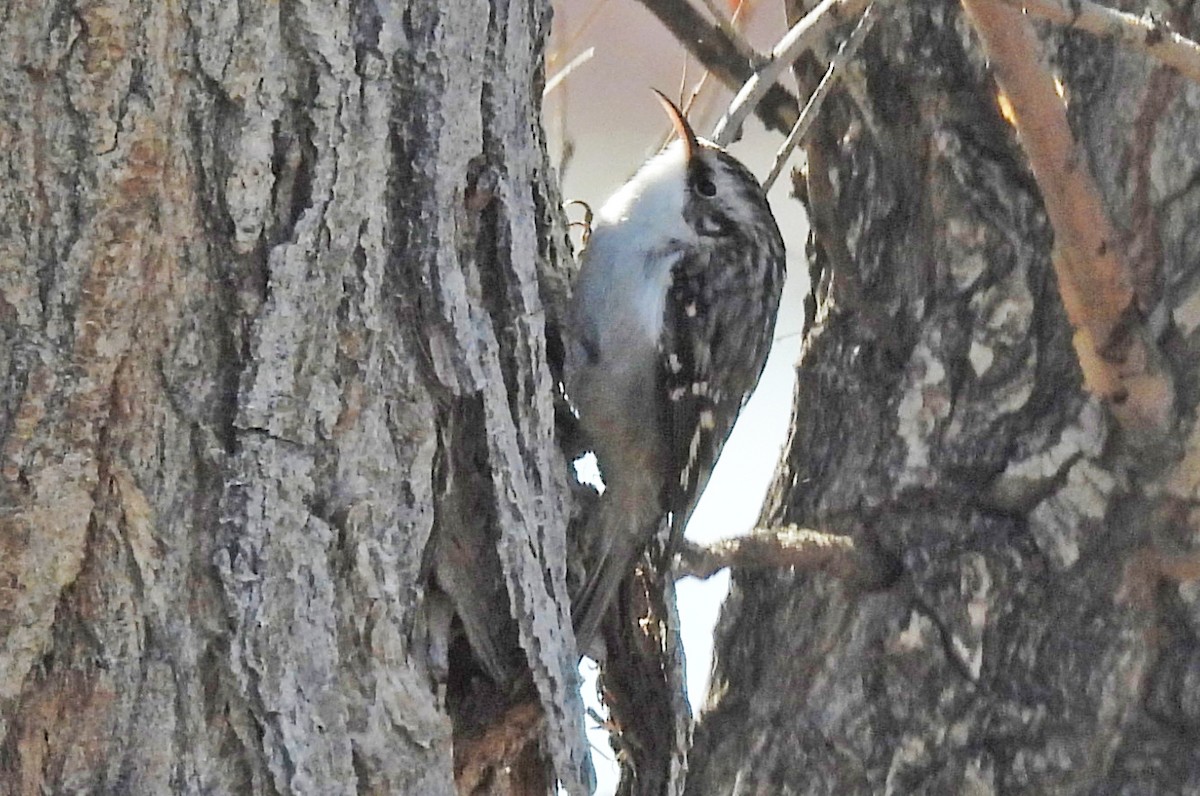 Amerika Tırmaşıkkuşu - ML646430115