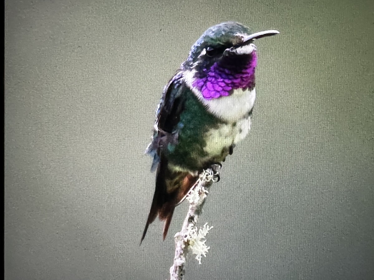 Colibri de Mulsant - ML646430118