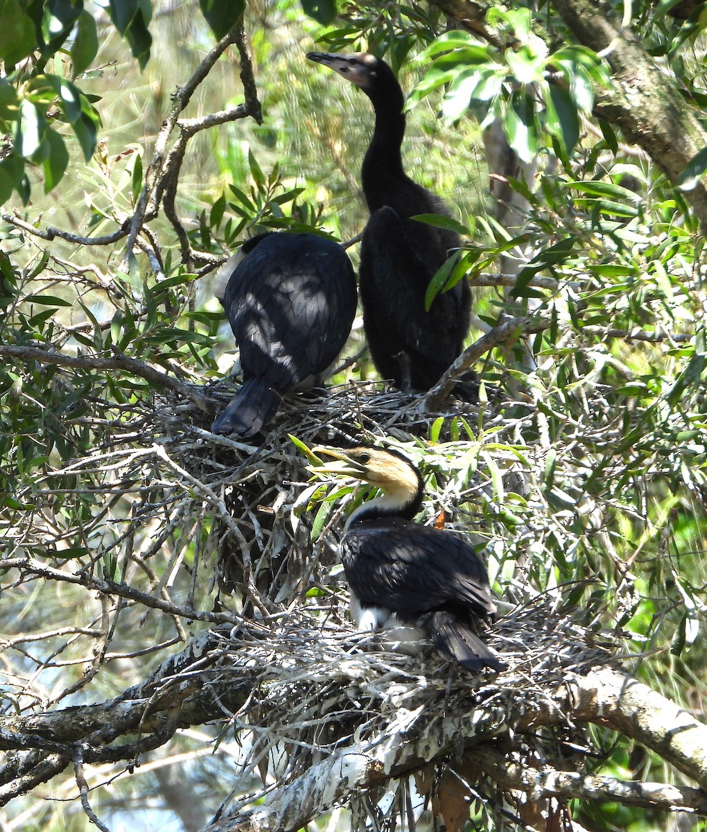 Little Pied Cormorant - ML646430119