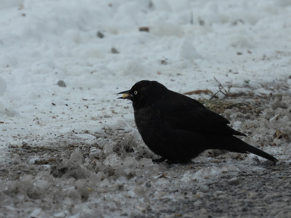 Rusty Blackbird - ML646430120