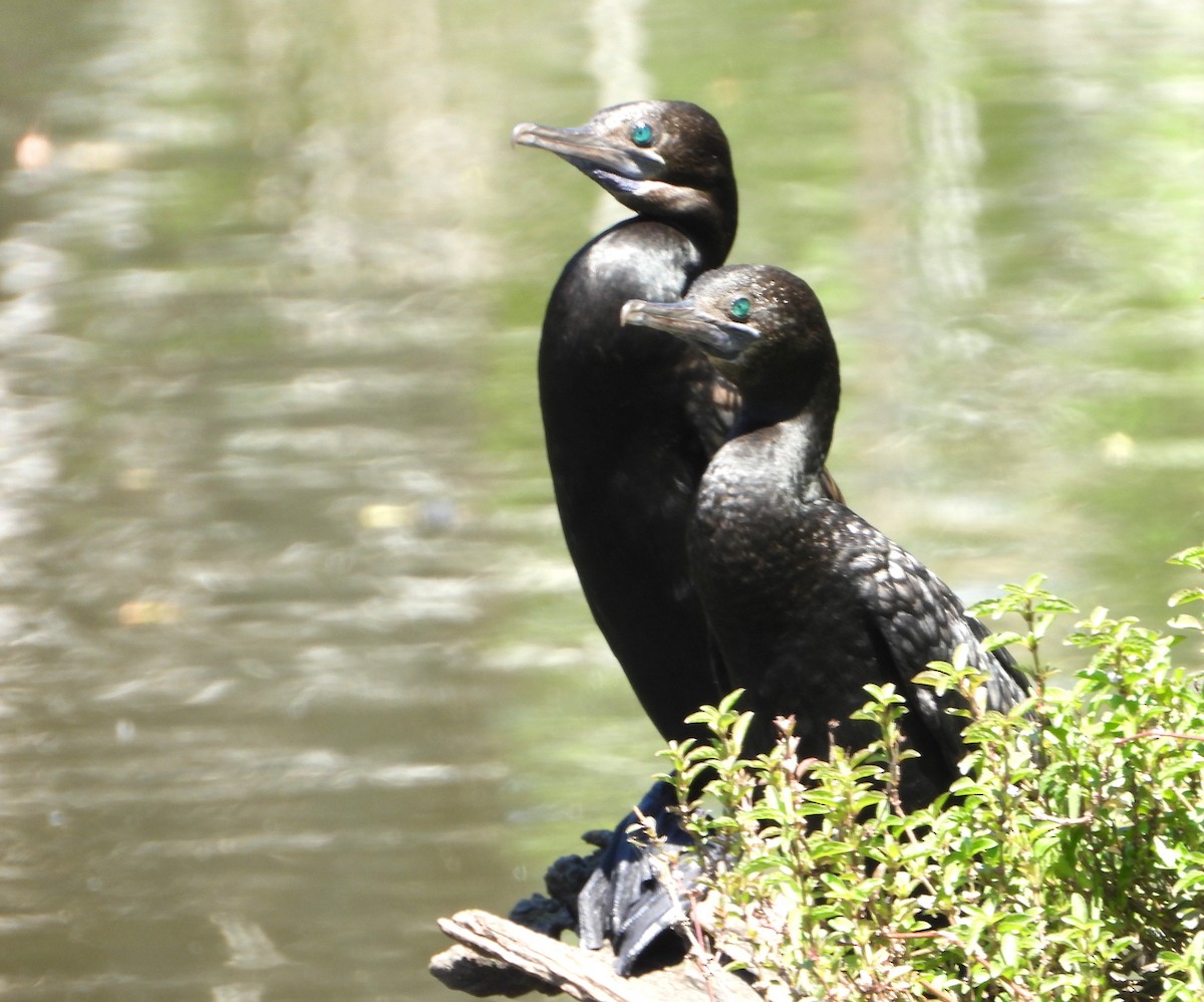 Little Black Cormorant - ML646430140