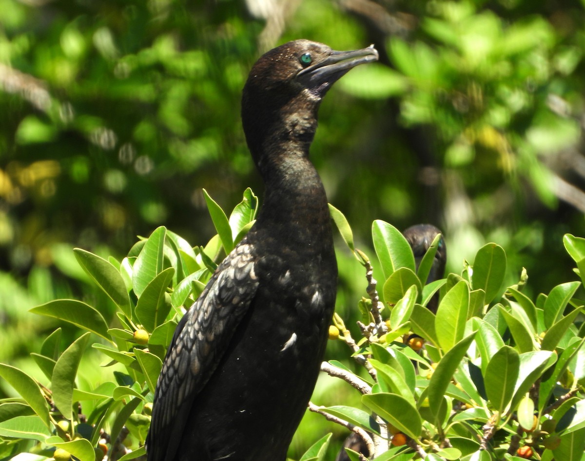 Little Black Cormorant - ML646430141