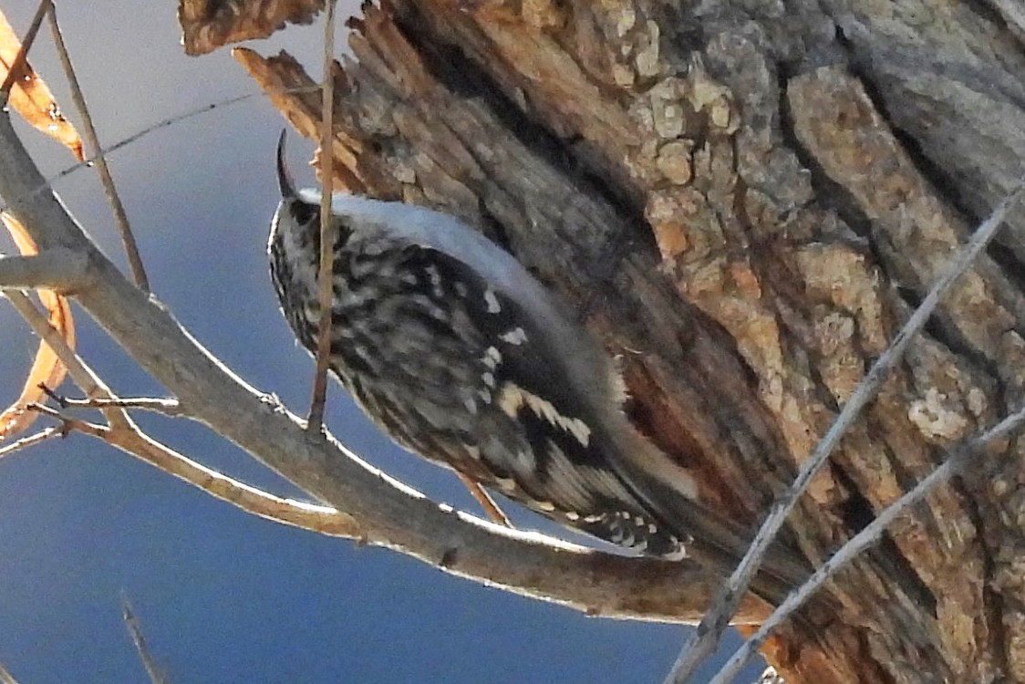 Amerika Tırmaşıkkuşu - ML646430144