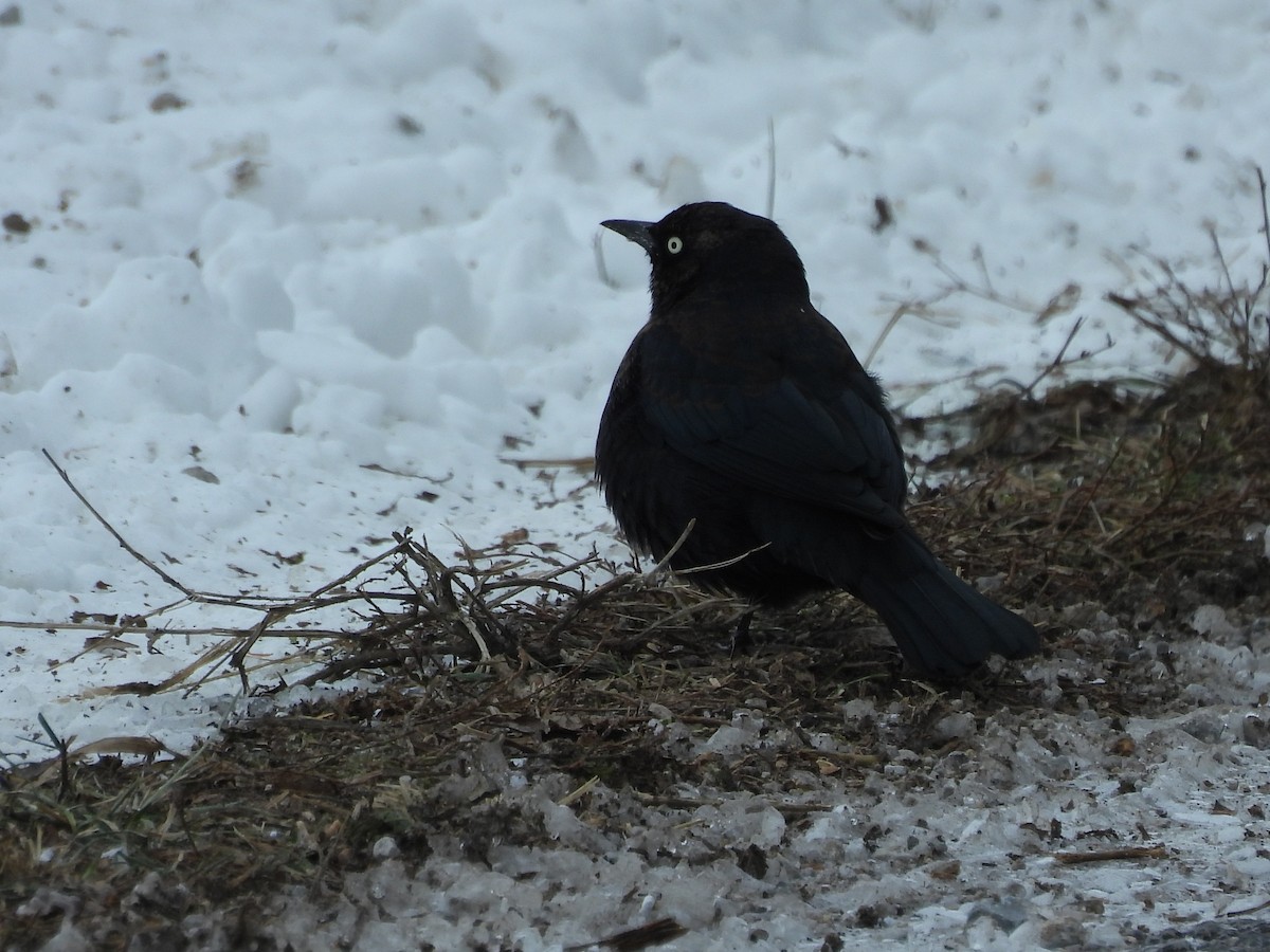 Rusty Blackbird - ML646430151