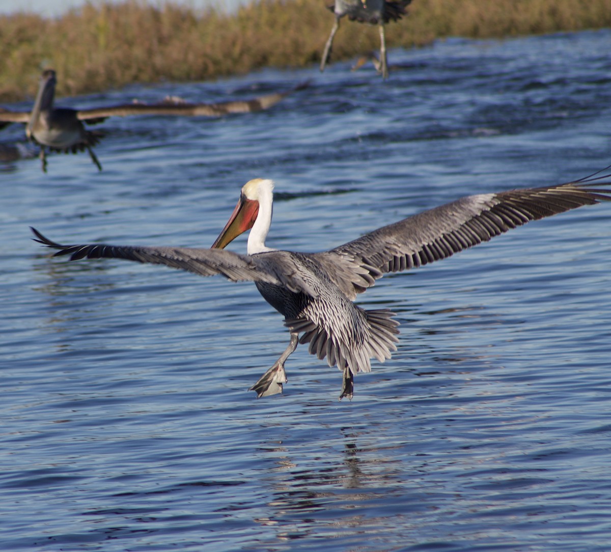 カッショクペリカン - ML646430152