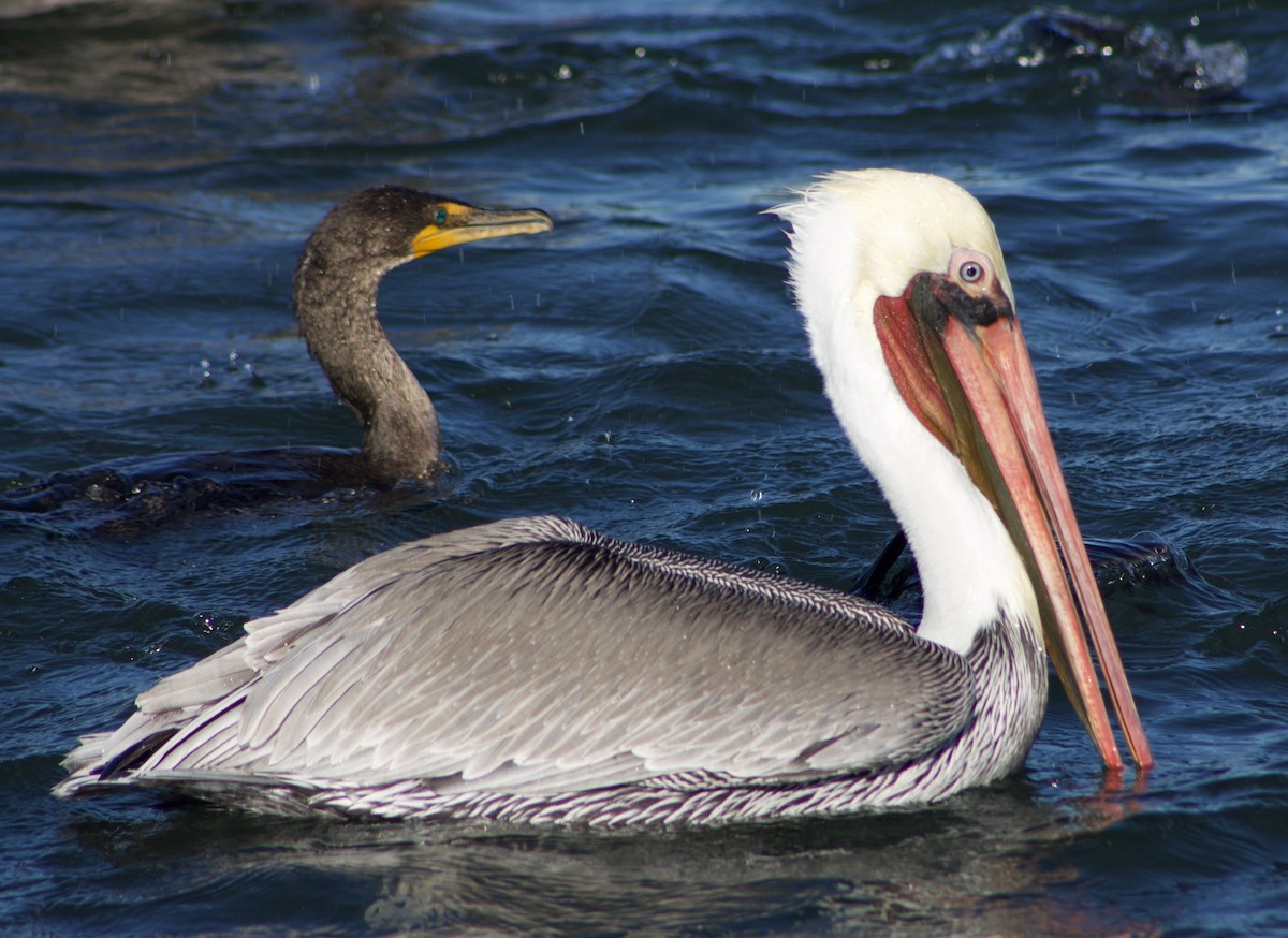 カッショクペリカン - ML646430153