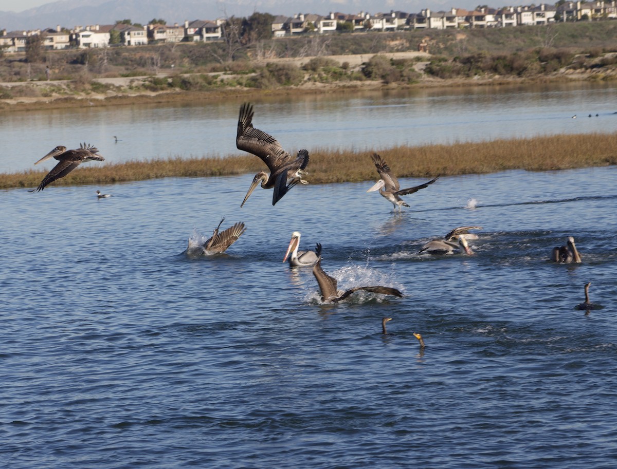 カッショクペリカン - ML646430154