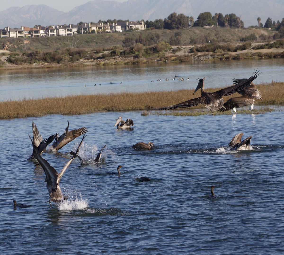 カッショクペリカン - ML646430155