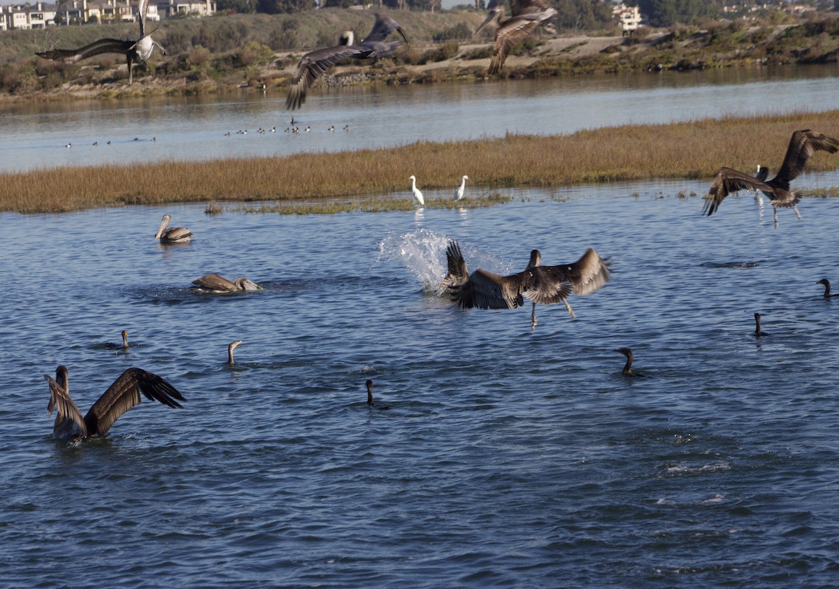 カッショクペリカン - ML646430156