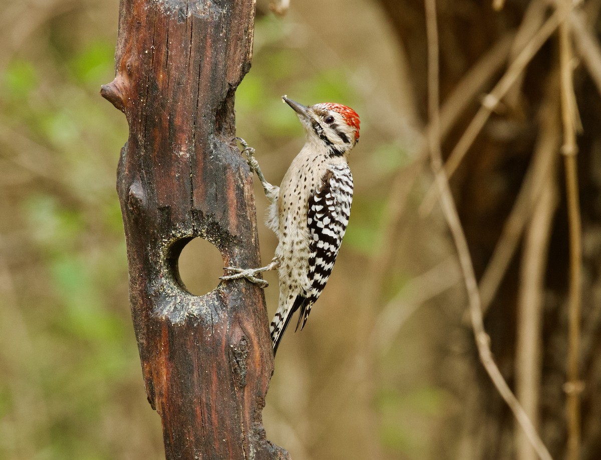 Ladder-backed Woodpecker - ML646430160