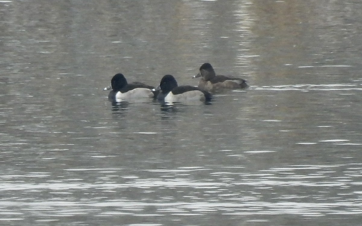 Кольчатая чернеть - ML646430161