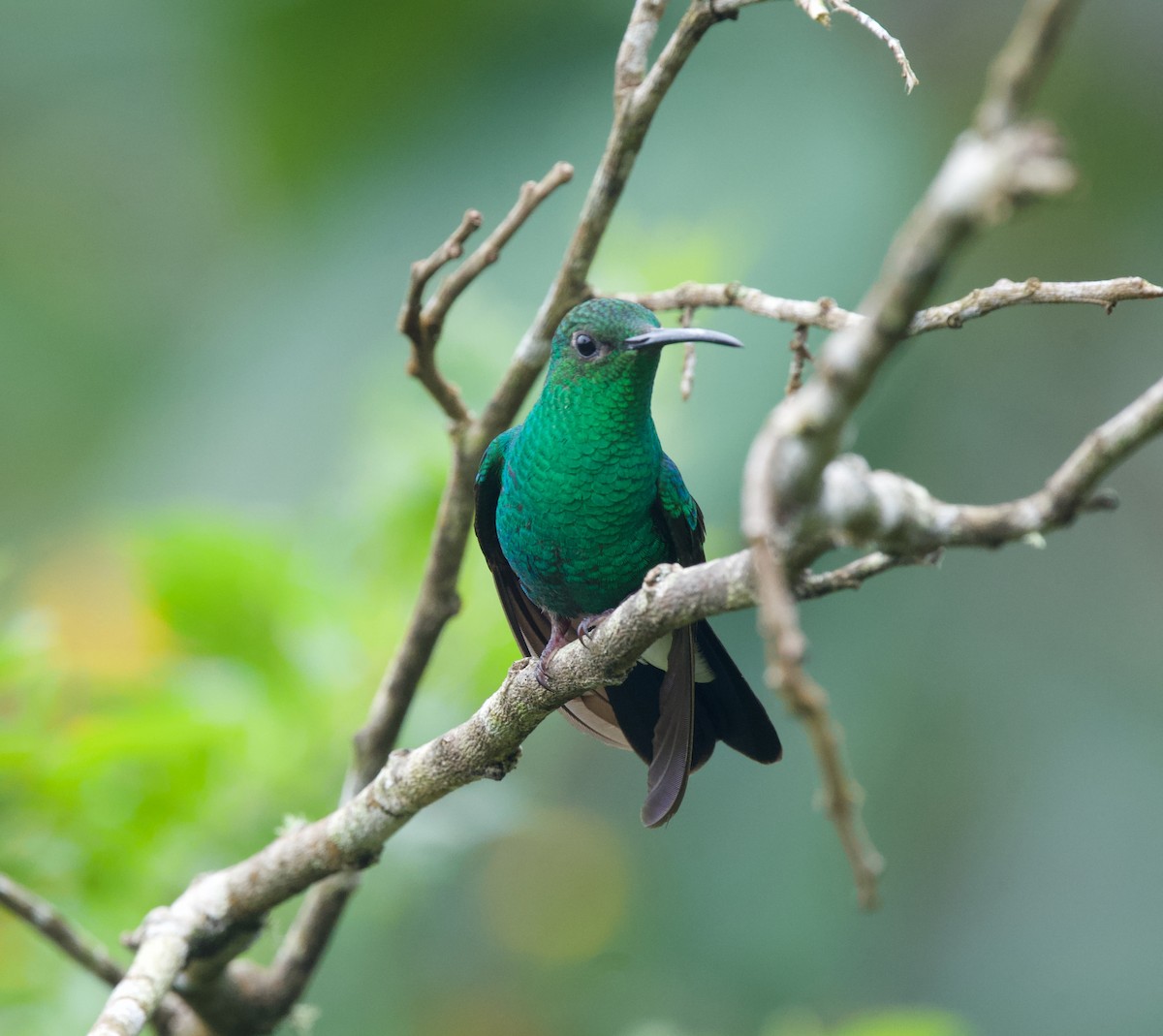 White-vented Plumeleteer - ML646430162