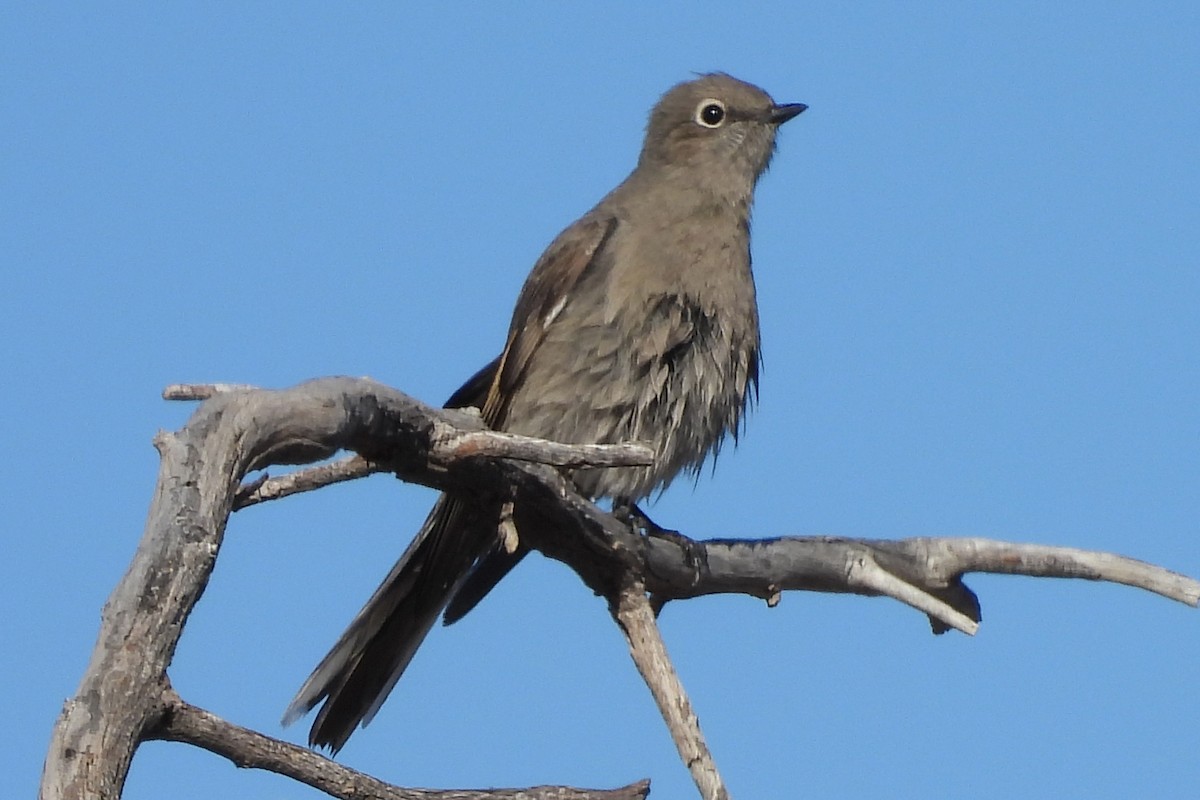 Townsend Soliteri - ML646430165