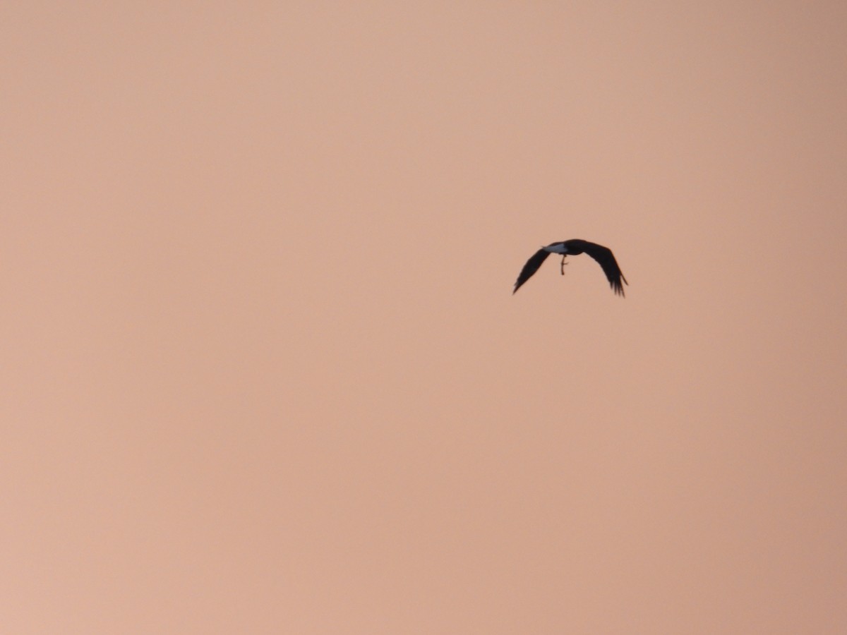 Bald Eagle - ML646430166