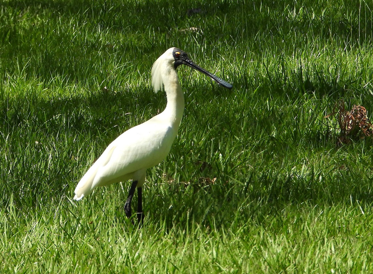 Косар королівський - ML646430167