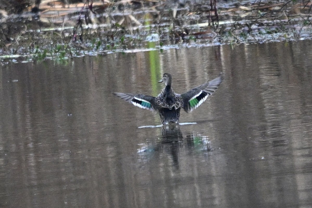 Green-winged Teal - ML646430168