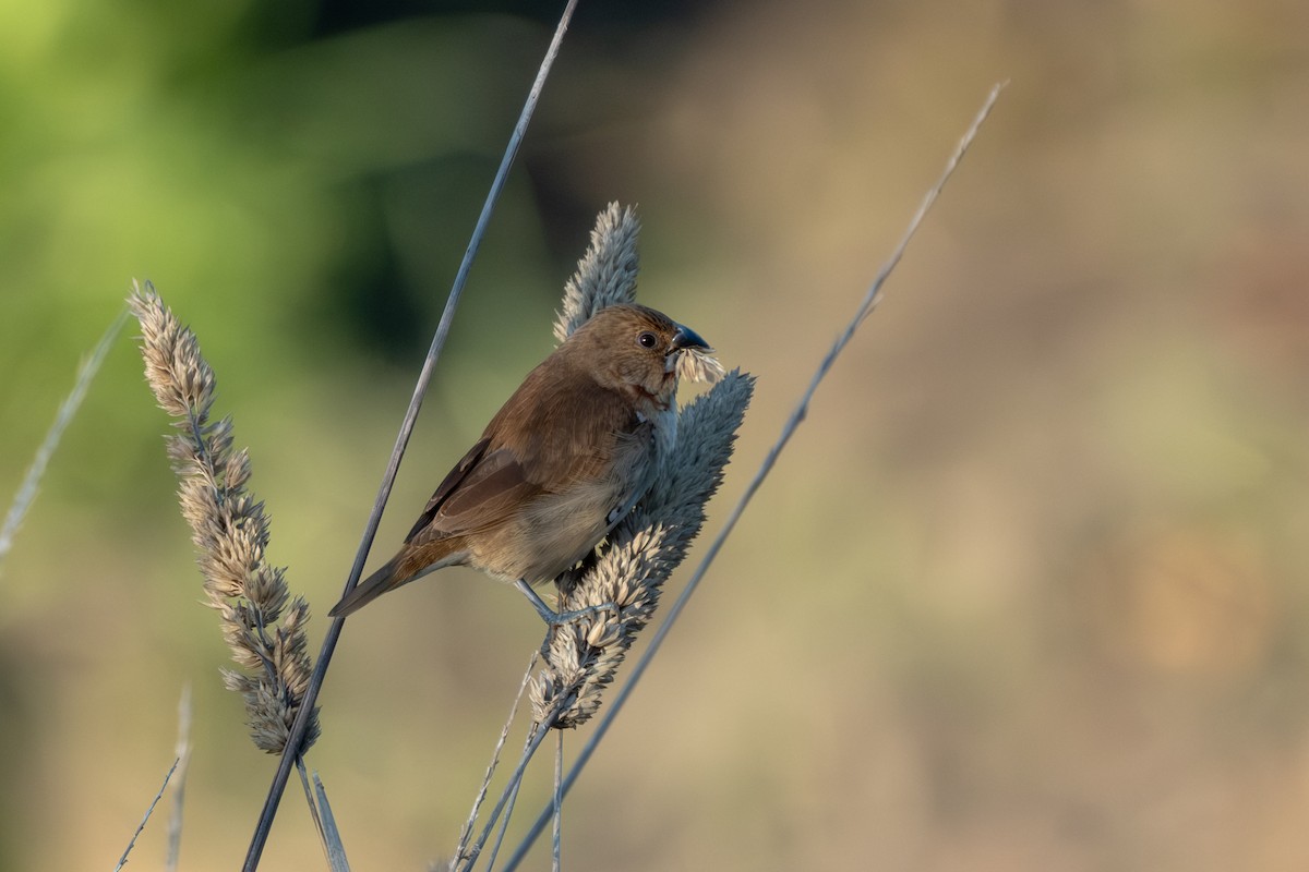 Capucin damier - ML646430169