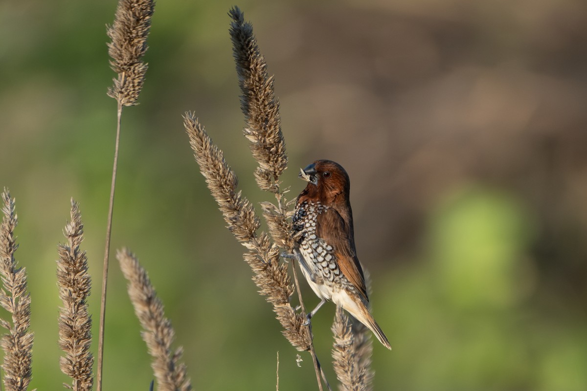 Capucin damier - ML646430170