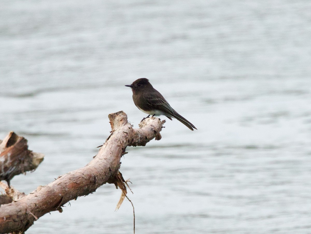 Black Phoebe - ML646430171