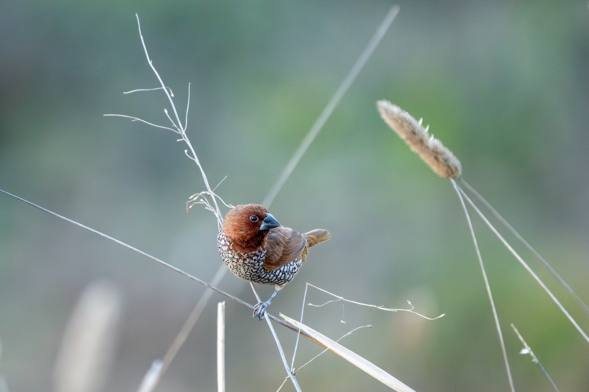 Capucin damier - ML646430172