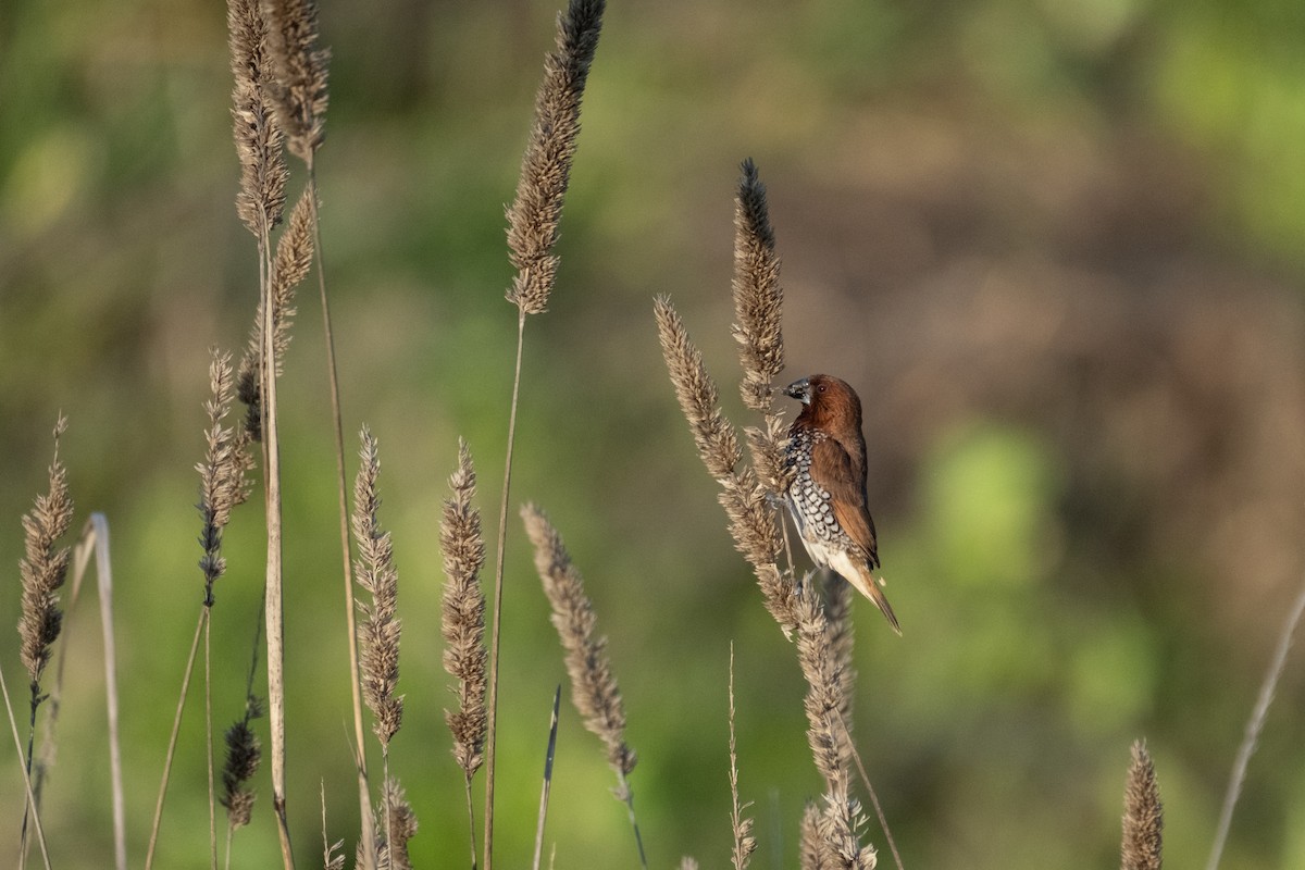 Capucin damier - ML646430173