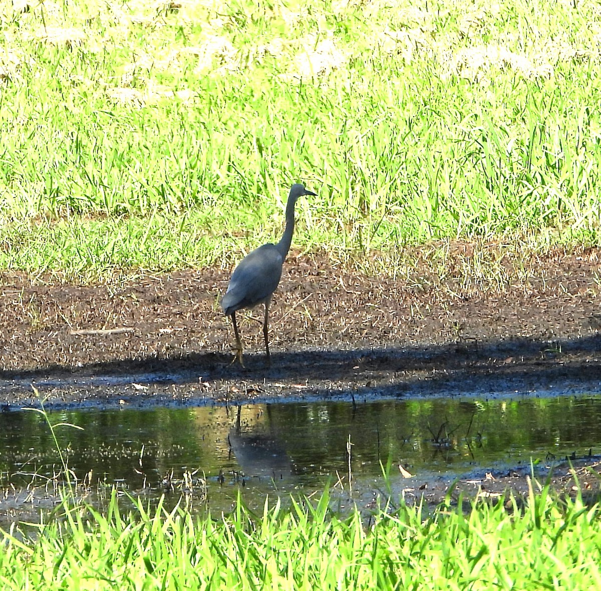 White-faced Heron - ML646430175
