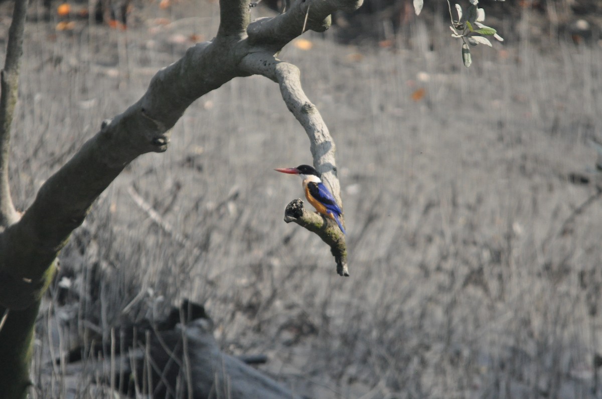 Black-capped Kingfisher - ML646430176