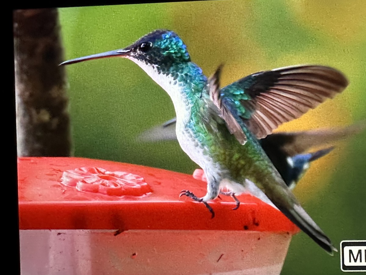 Ariane de Francia - ML646430177