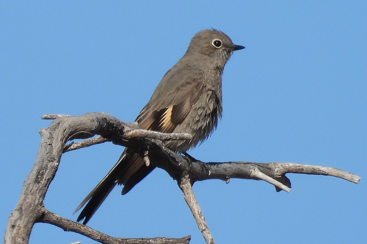 Townsend Soliteri - ML646430178