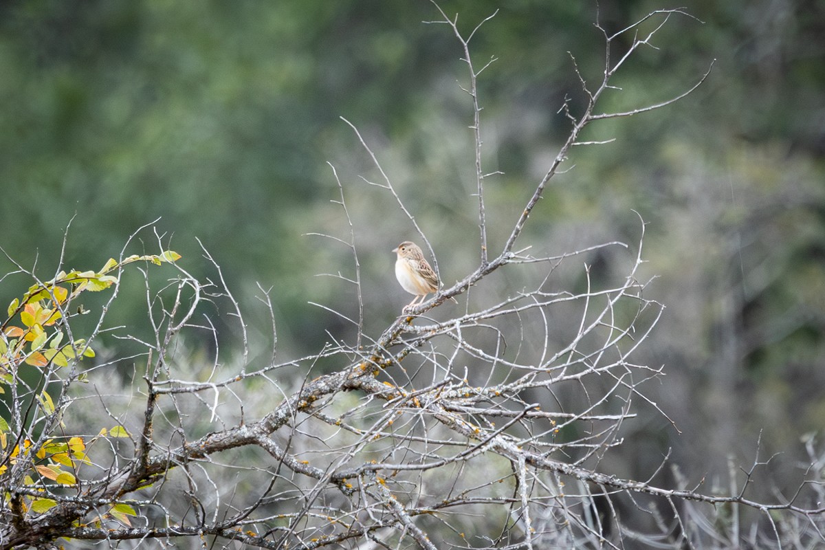 Grasshopper Sparrow - ML646430179