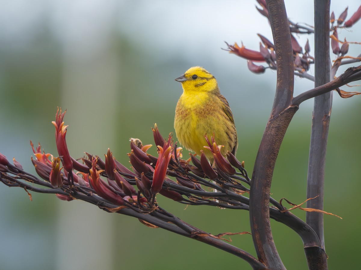 Yellowhammer - ML646430186