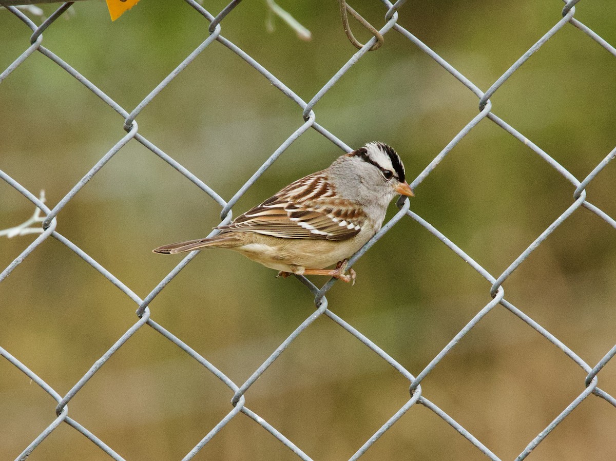 White-crowned Sparrow - ML646430187