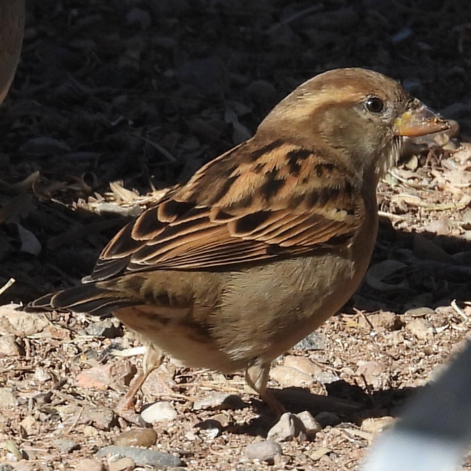 Serçe - ML646430188