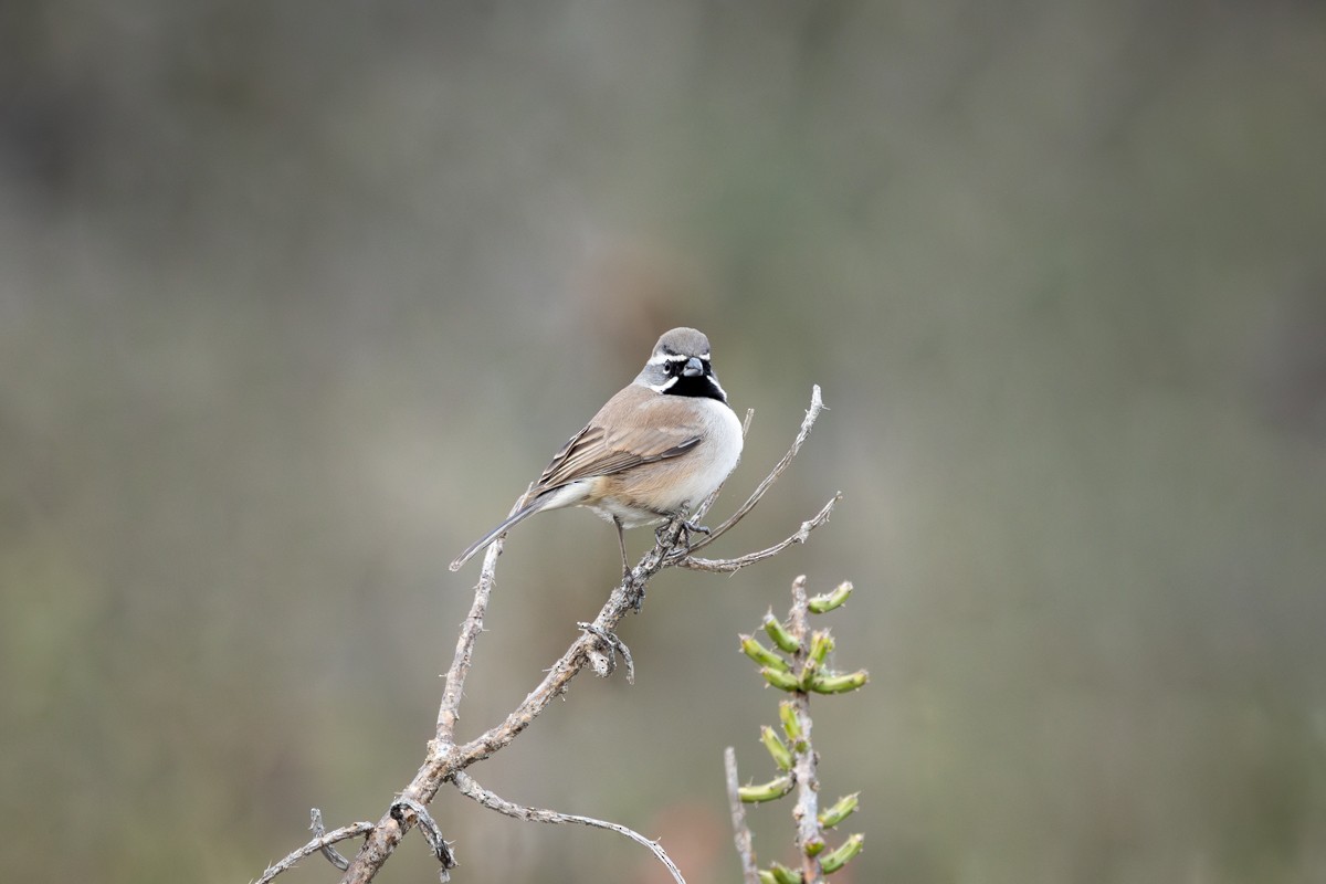 ノドグロヒメドリ - ML646430189