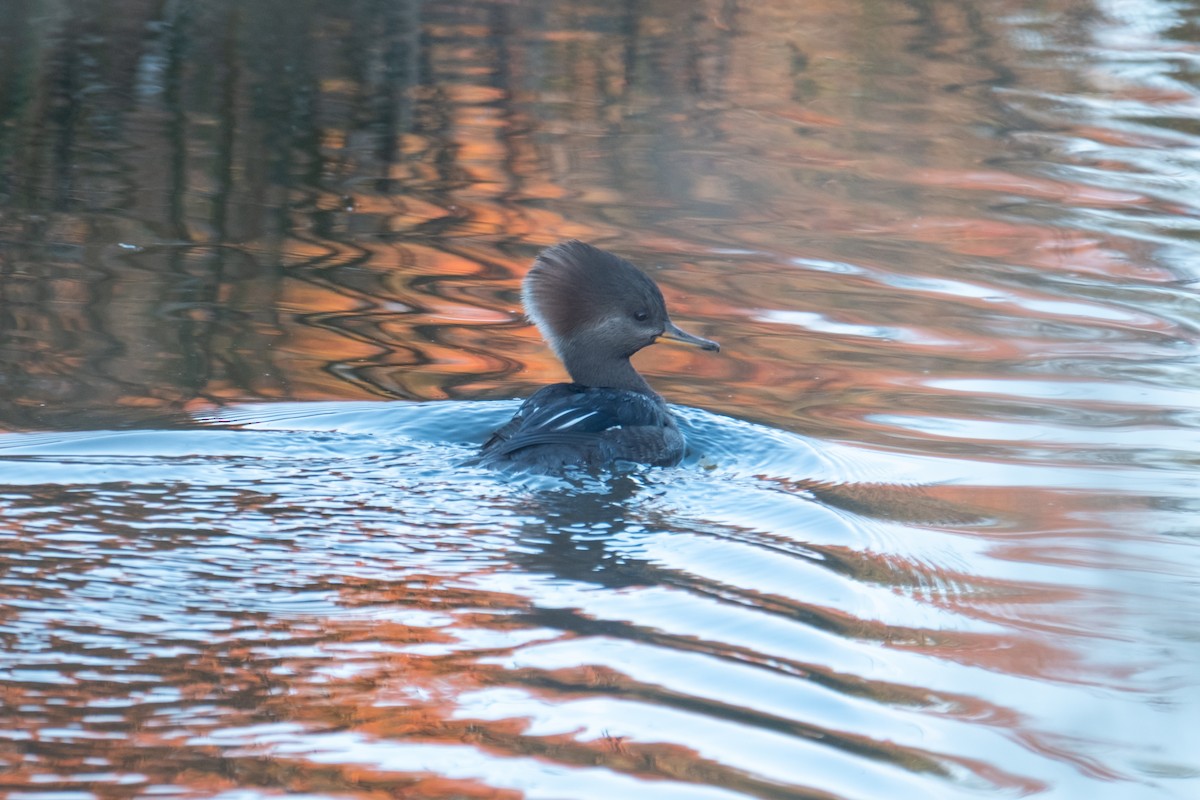 מרגון מקושט - ML646430191