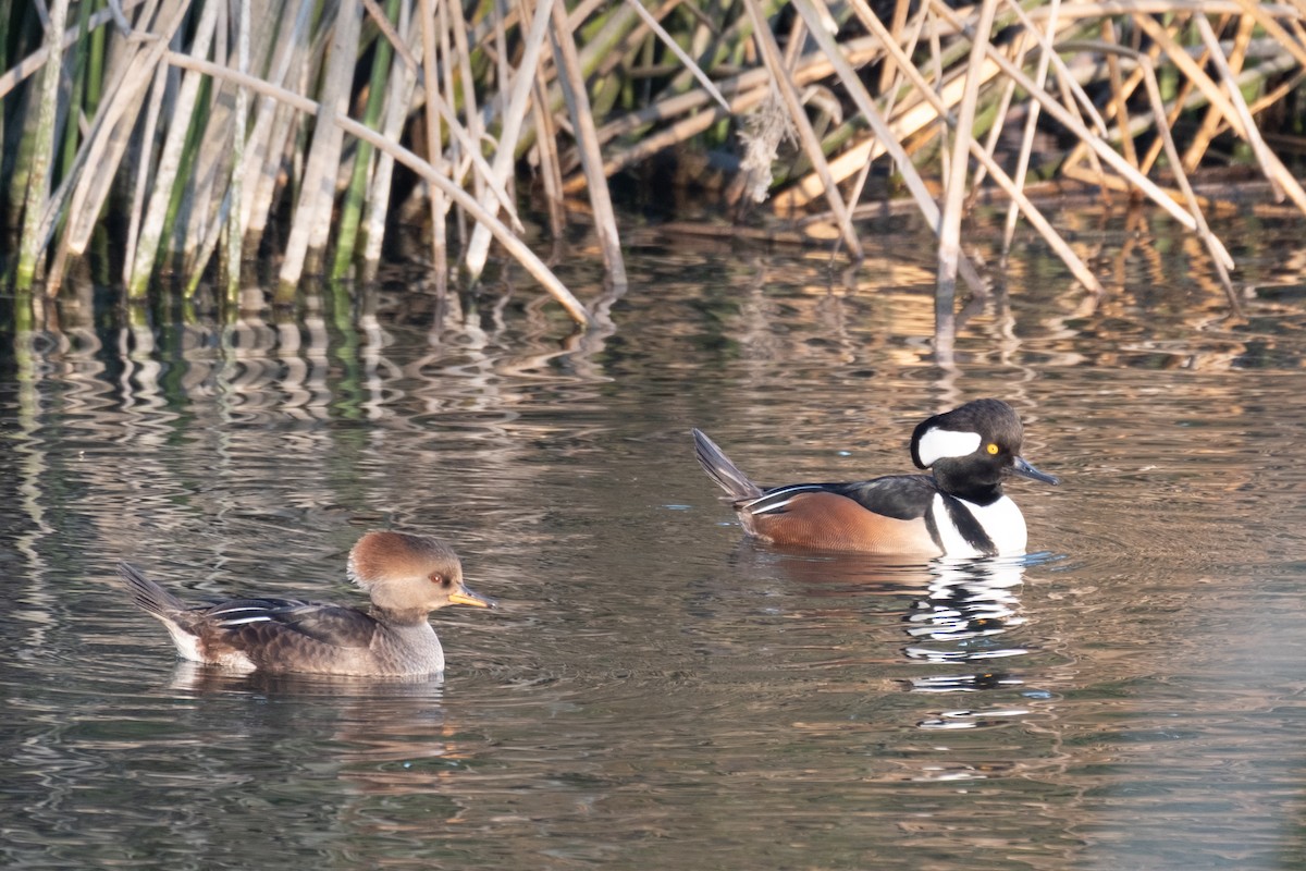 מרגון מקושט - ML646430194