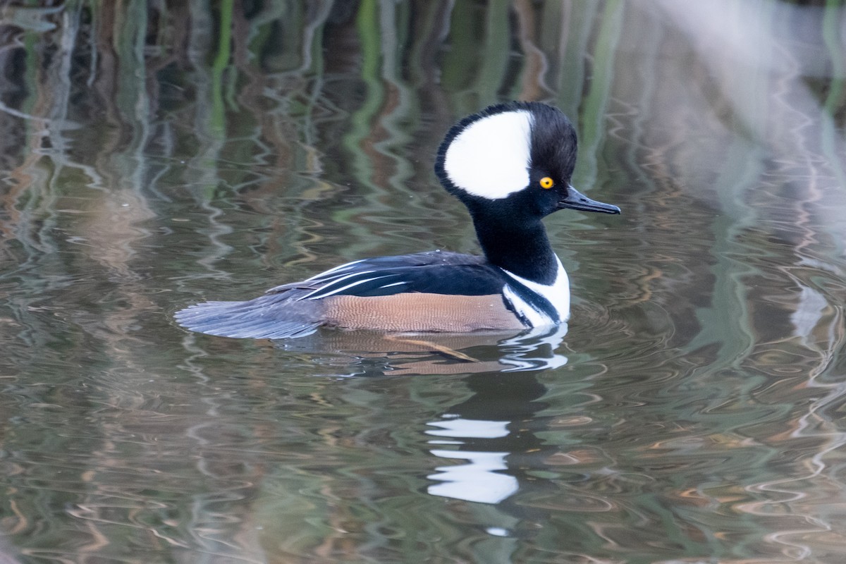 מרגון מקושט - ML646430195