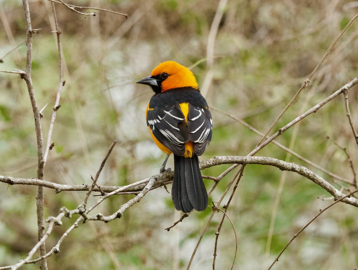 Altamira Oriole - ML646430196