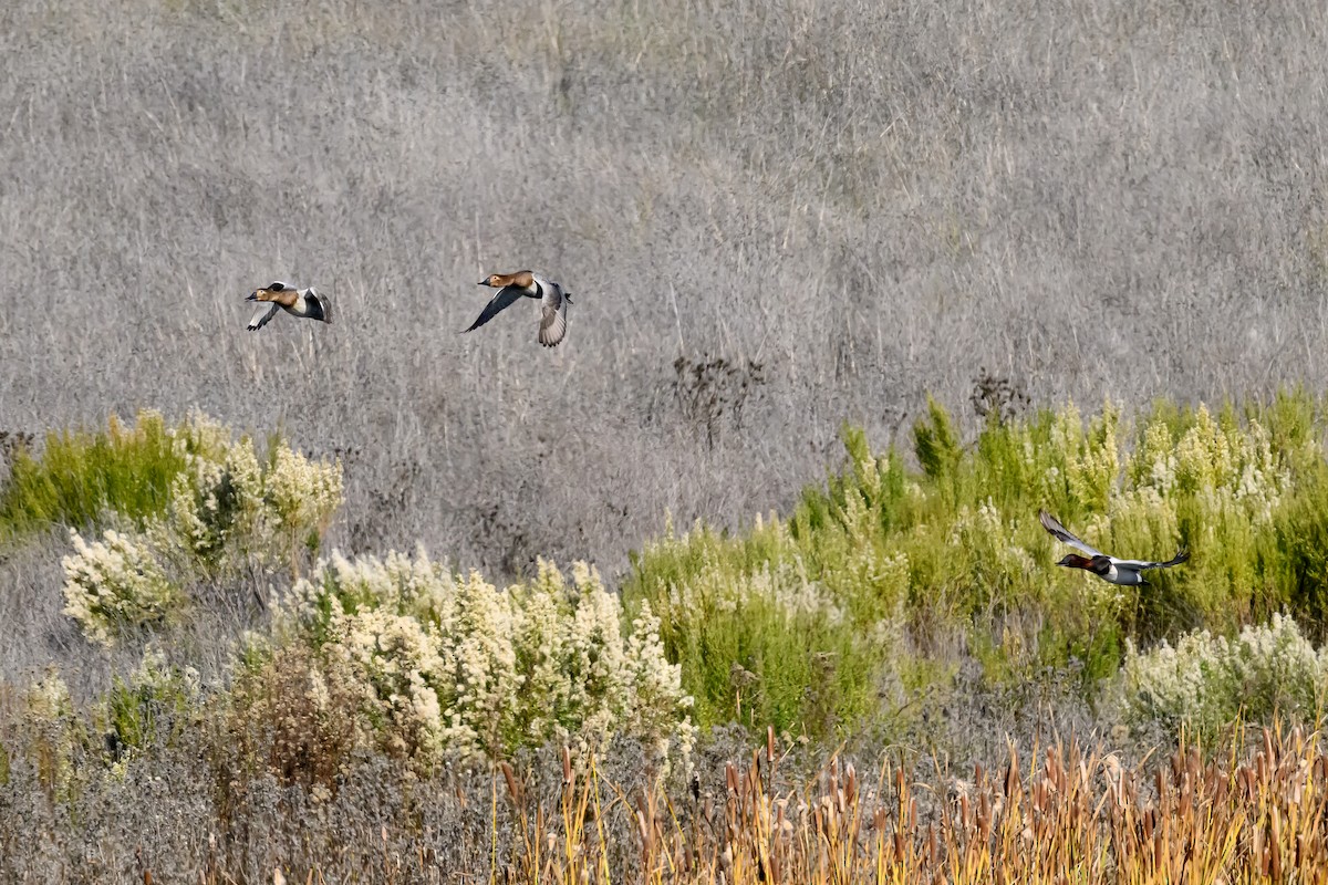 Murgilari bizkarzuria - ML646430197