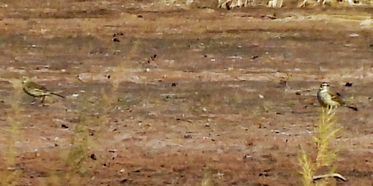 Amerika İncirkuşu - ML646430198