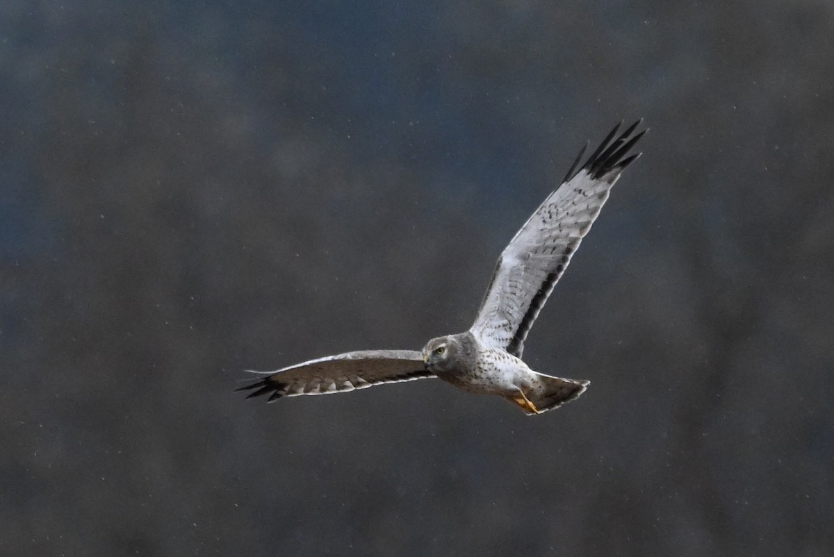 Northern Harrier - ML646430200