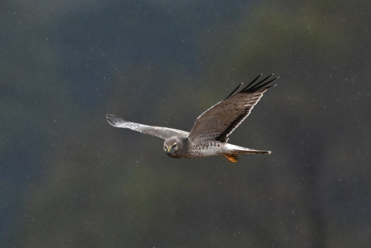 Northern Harrier - ML646430201