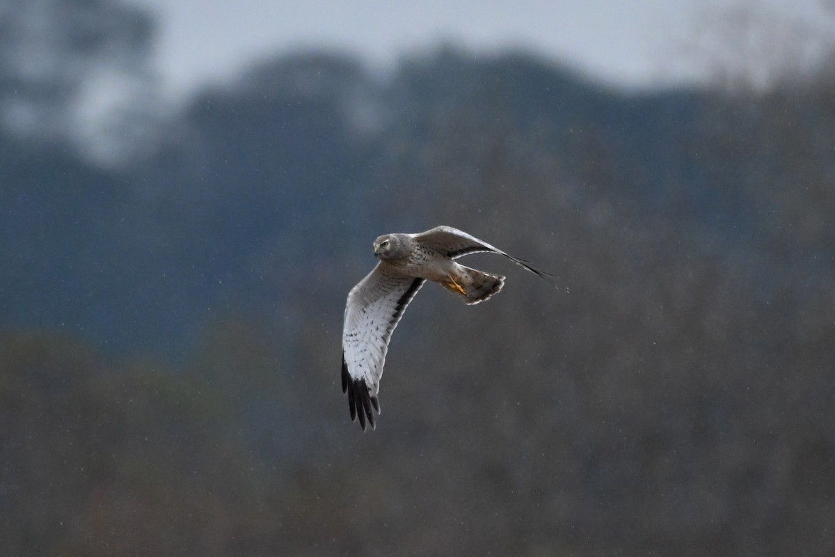 Northern Harrier - ML646430202